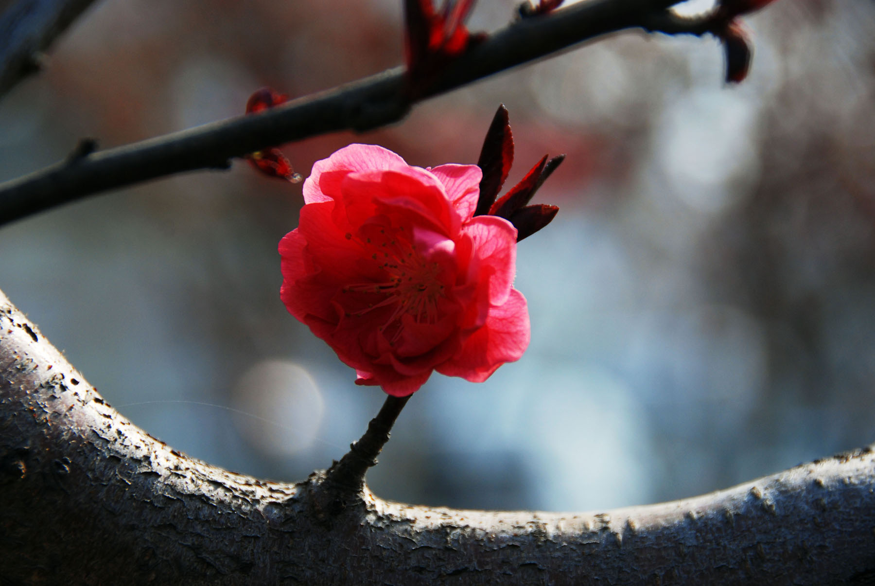 内黄赏花