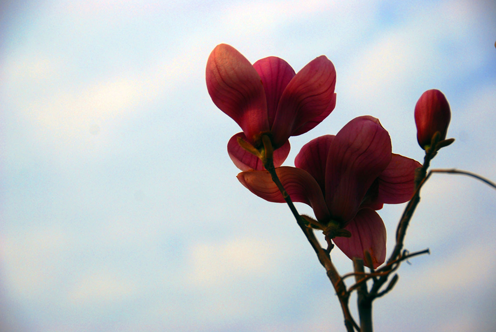内黄赏花