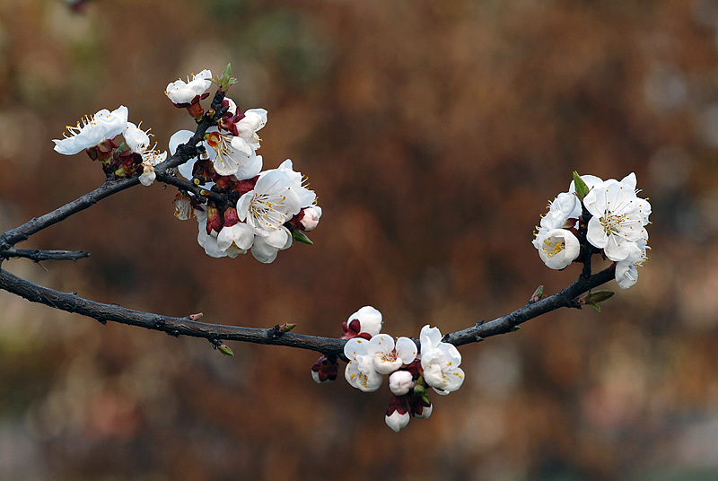 梅兰竹菊花卉帖