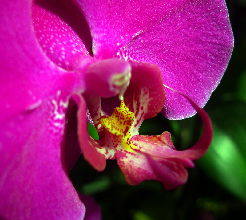梅兰竹菊花卉帖