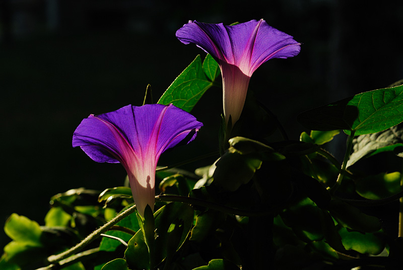 梅兰竹菊花卉帖