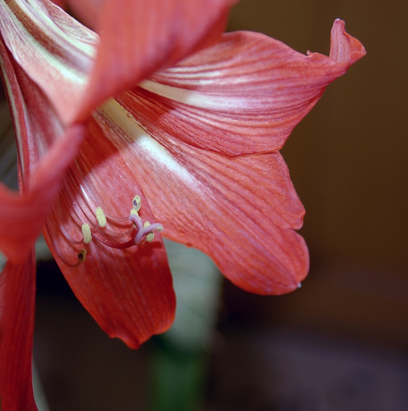 梅兰竹菊花卉帖