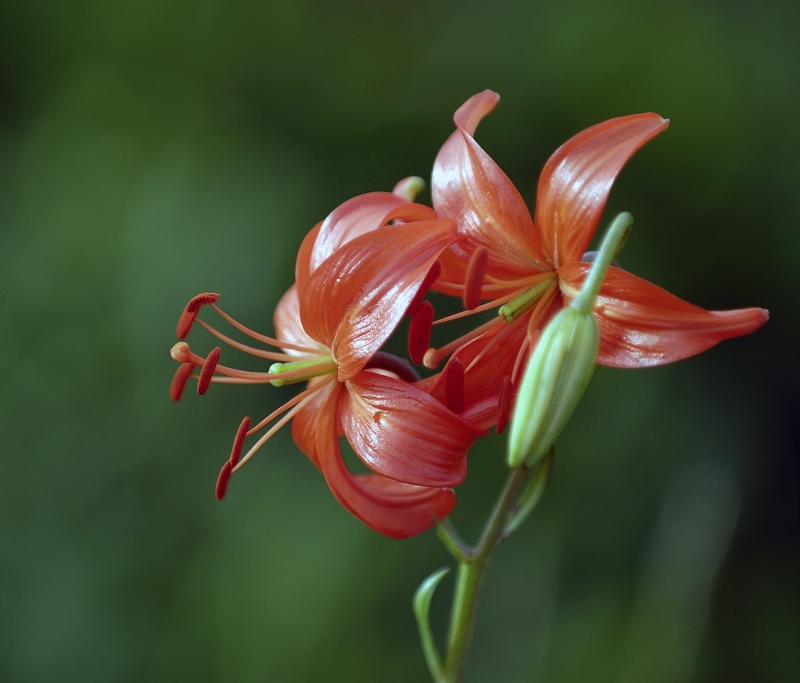 梅兰竹菊花卉帖