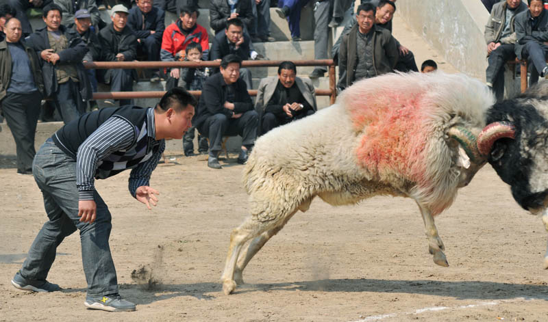 再拍斗养