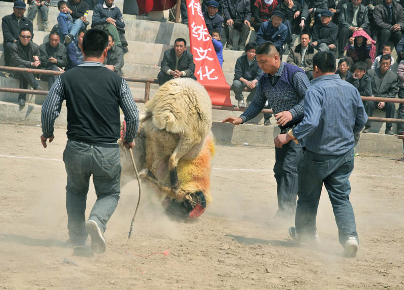 再拍斗养