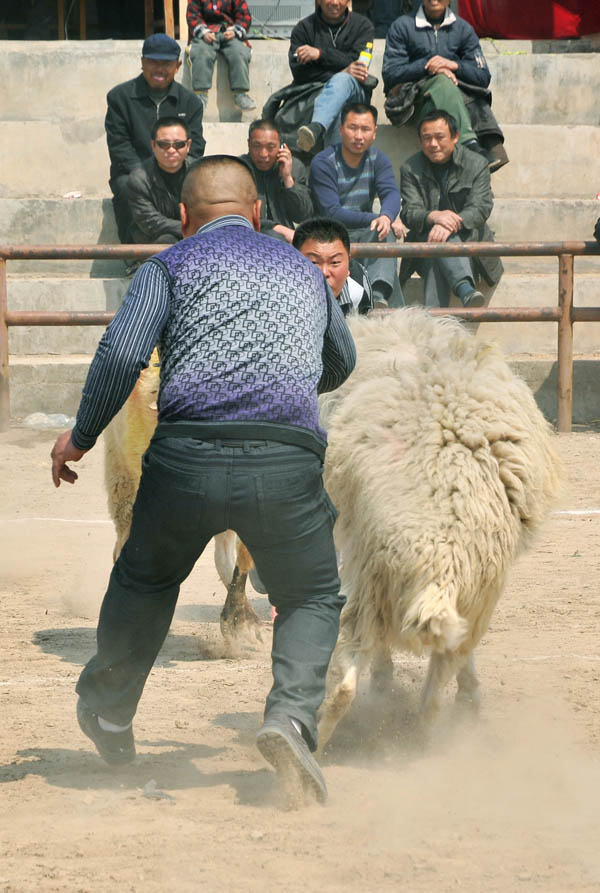 再拍斗养