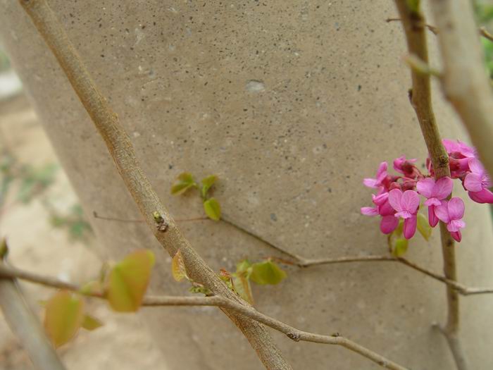 小区里的花