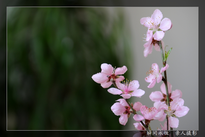 四月的花儿