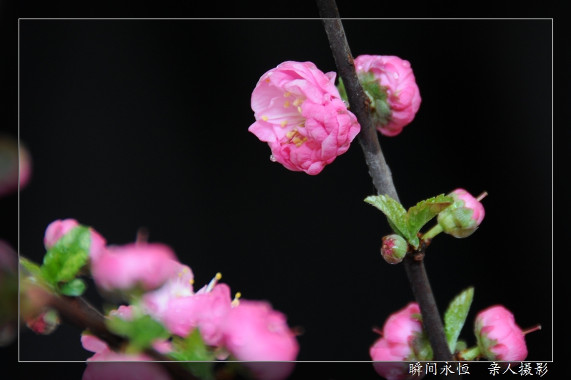四月的花儿