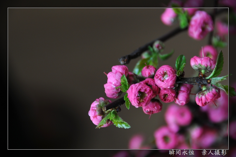 四月的花儿