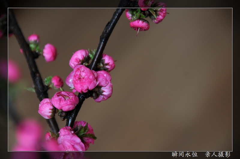 四月的花儿