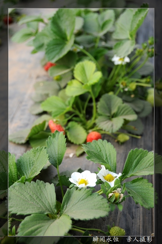 四月的花儿