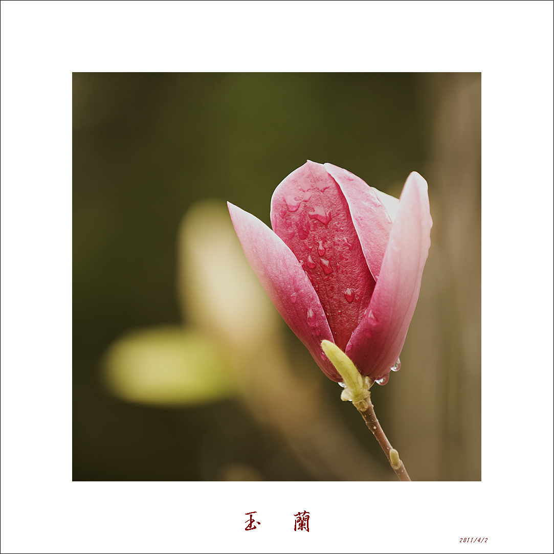 春雨沐浴紫玉兰