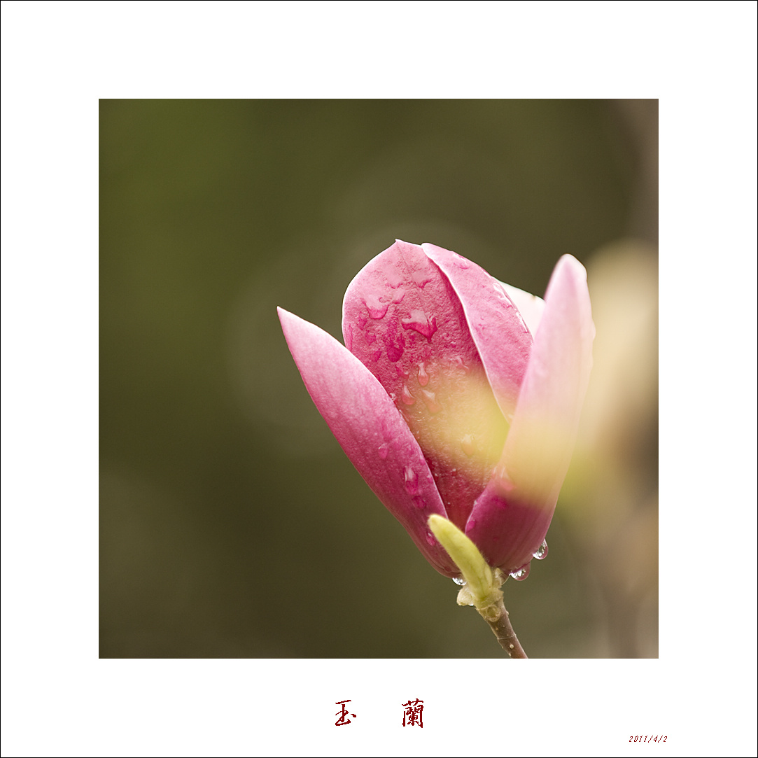 春雨沐浴紫玉兰