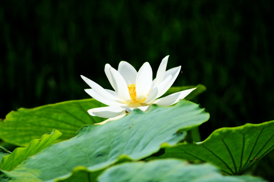 莲花