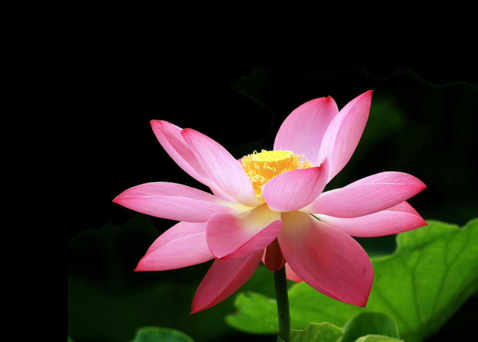 莲花