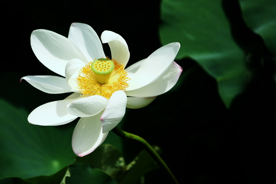 莲花