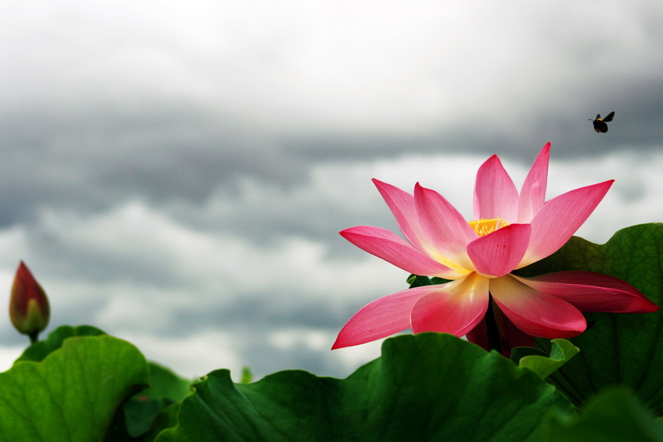 莲花