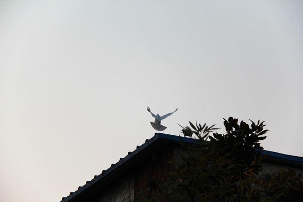 新蕾偶得