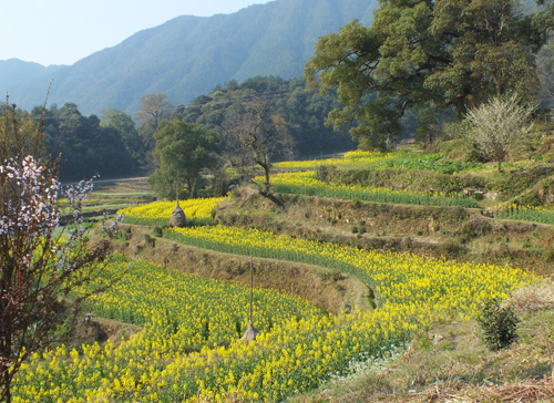 [原创]婺源  之二油菜花