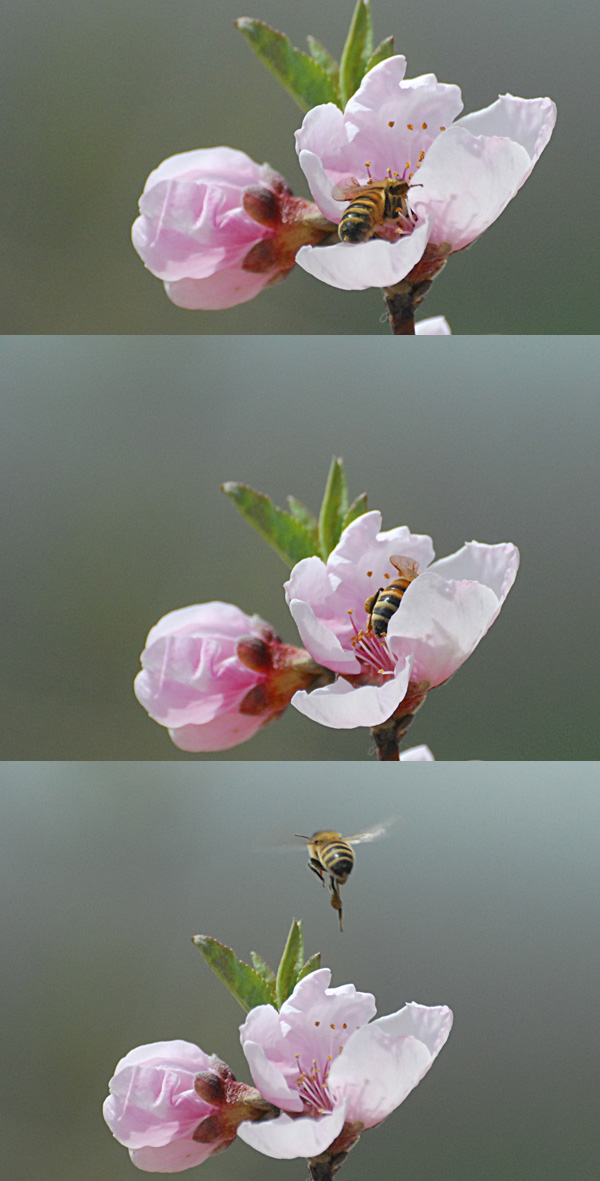 蜂花图