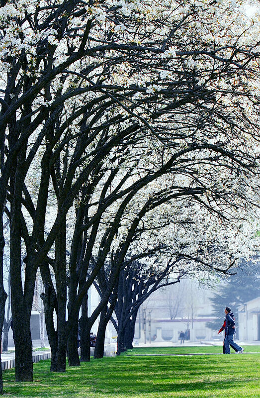 梨花又开放