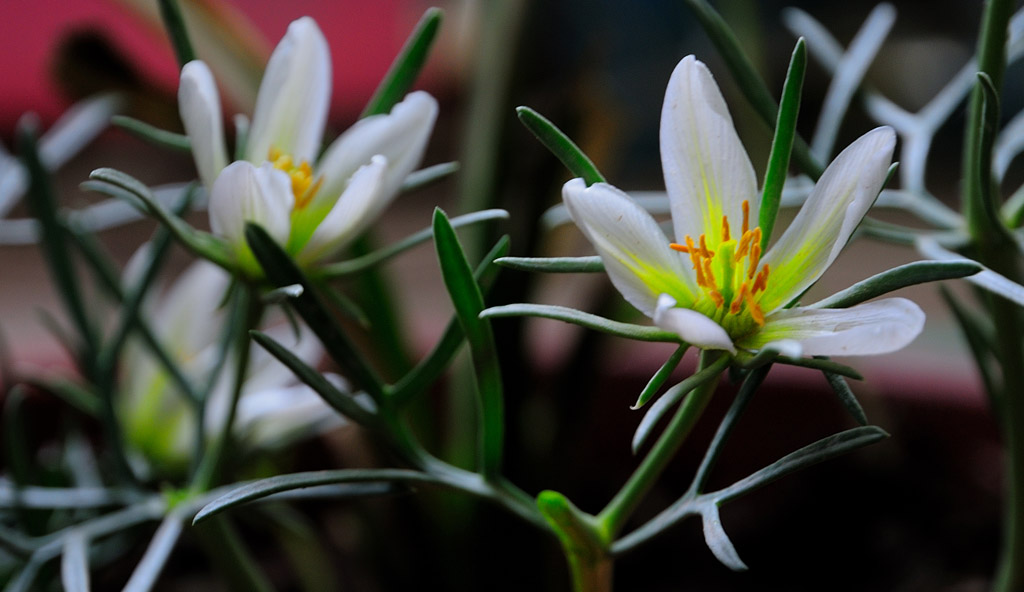 再上小花