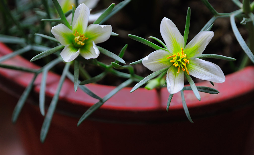 再上小花