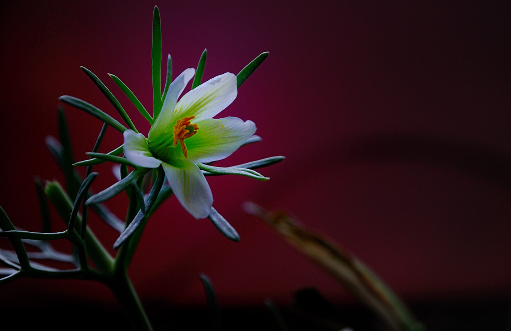 再上小花