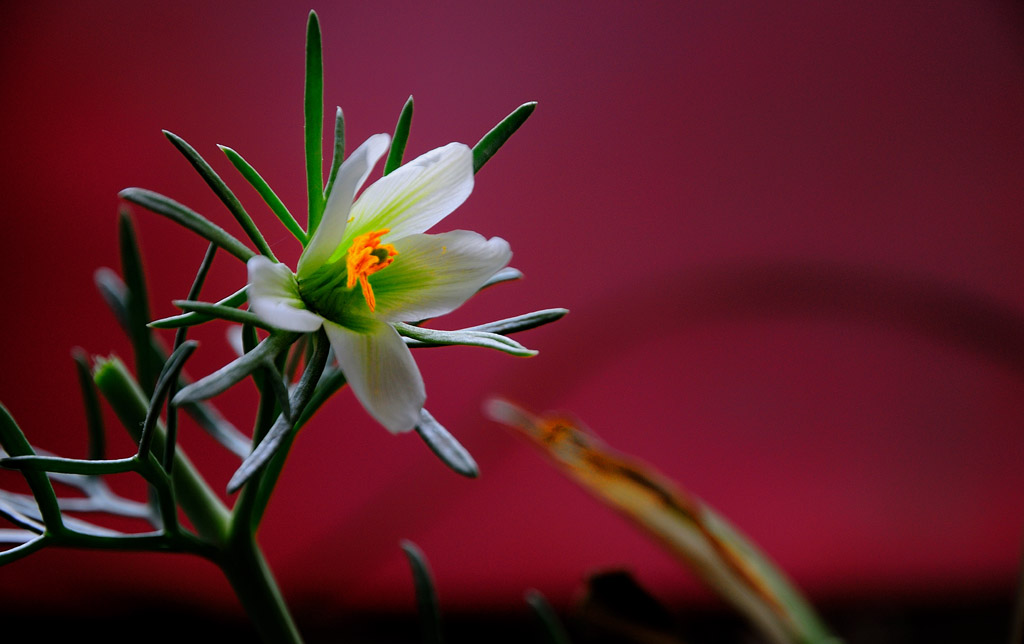 再上小花
