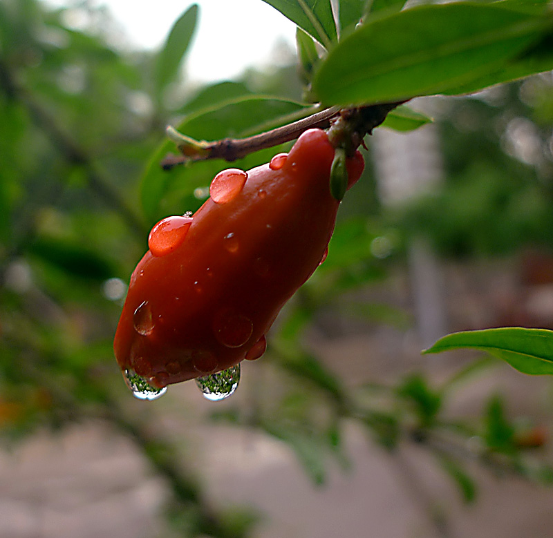 梅兰竹菊花卉帖