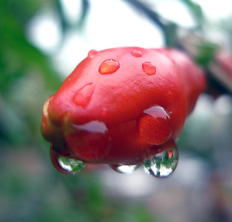 梅兰竹菊花卉帖