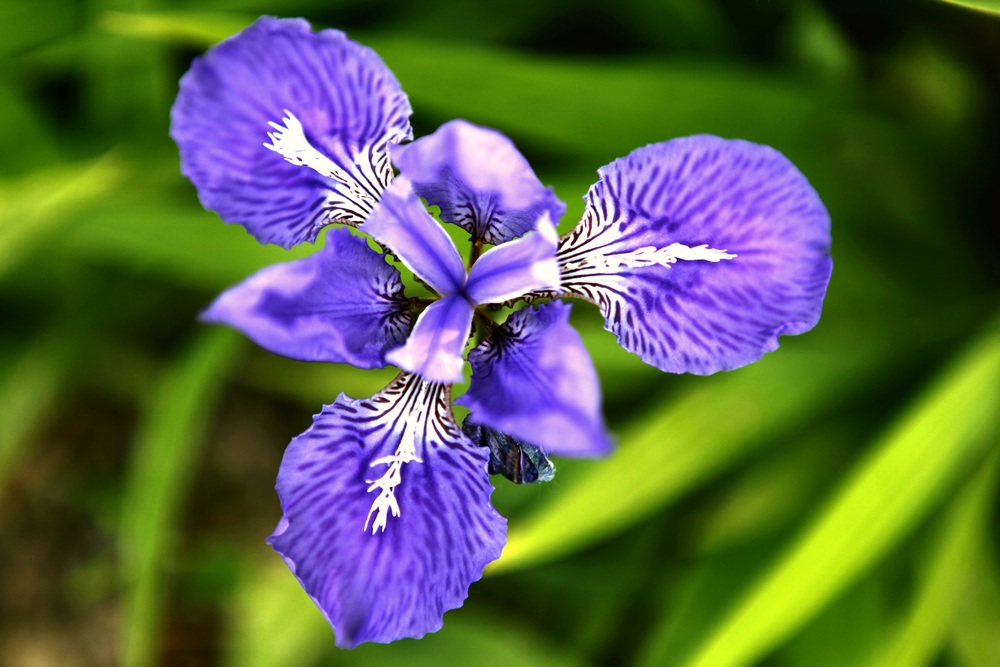 一组兰花、月季、芍药