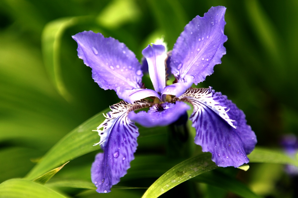 一组兰花、月季、芍药