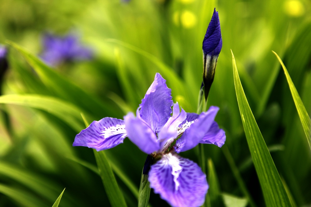 一组兰花、月季、芍药