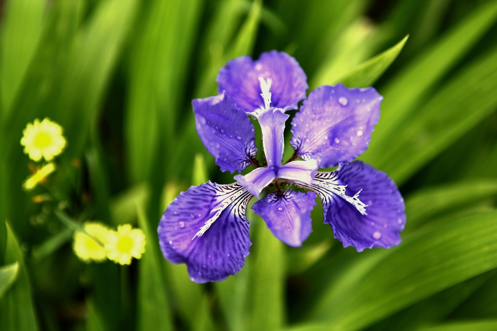一组兰花、月季、芍药