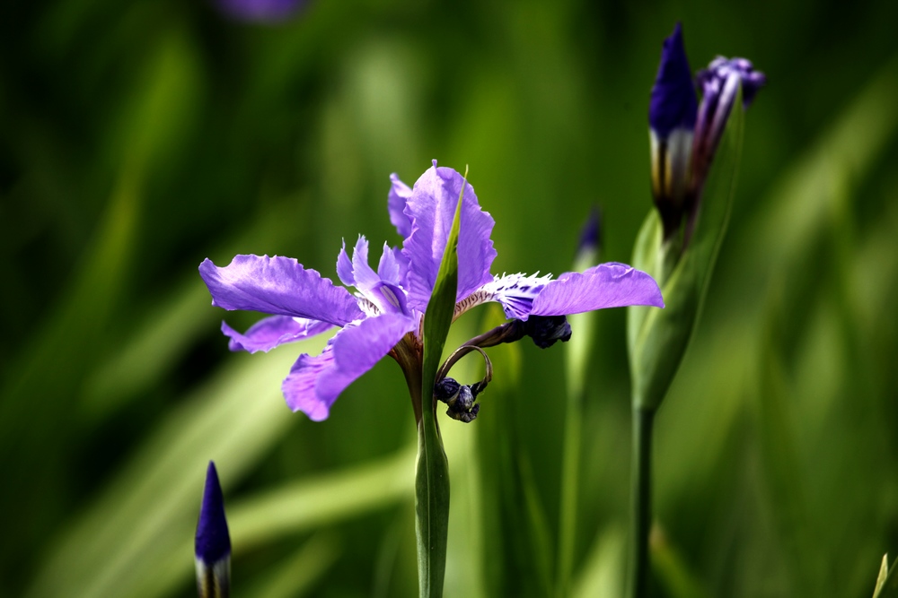 一组兰花、月季、芍药