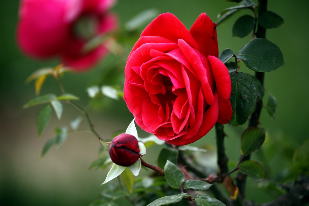 一组兰花、月季、芍药