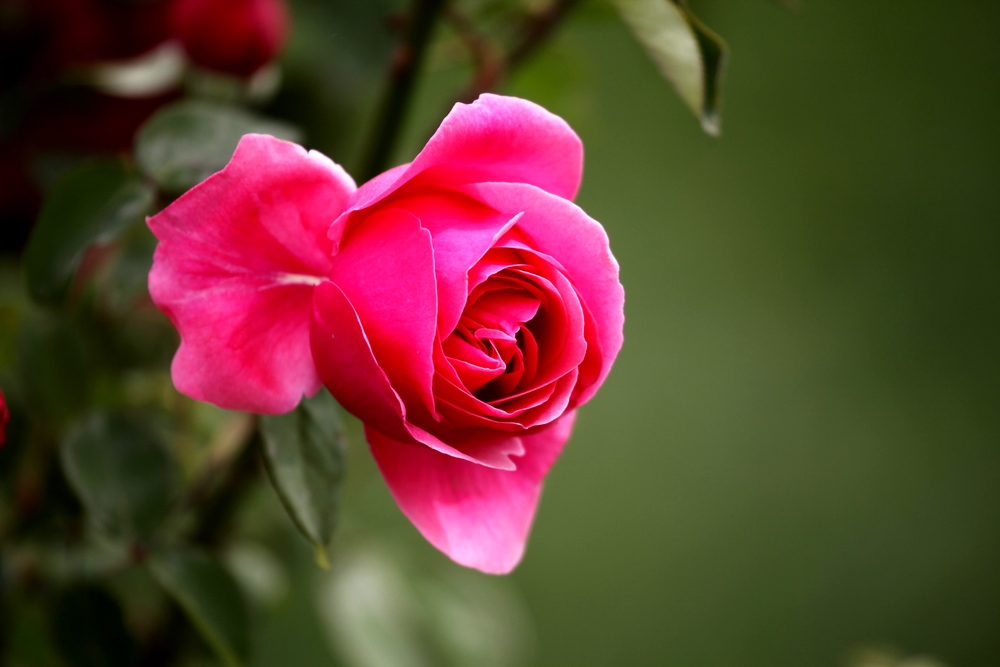 一组兰花、月季、芍药