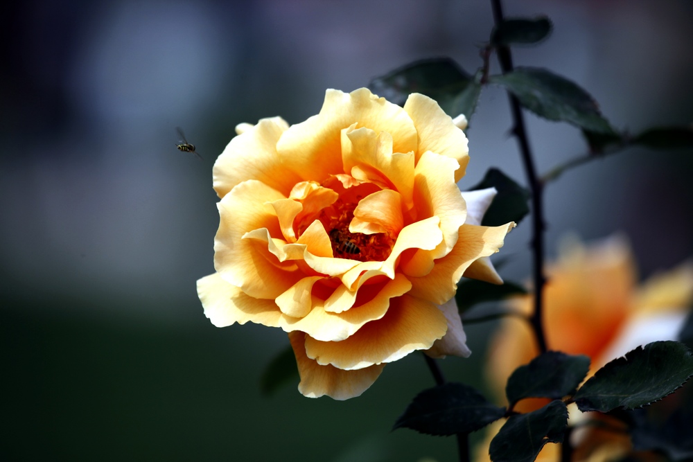 一组兰花、月季、芍药