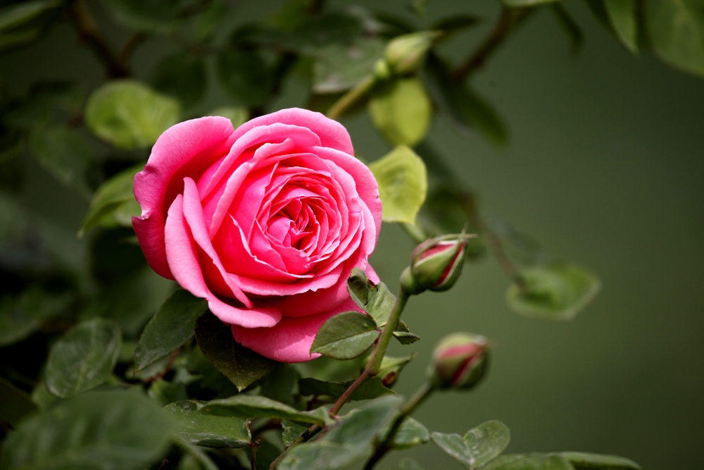 一组兰花、月季、芍药