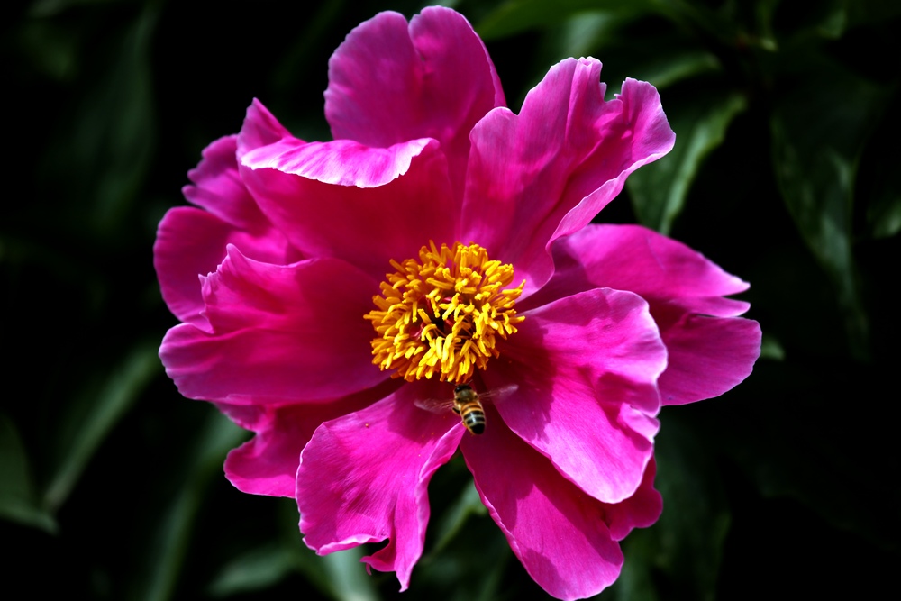 一组兰花、月季、芍药