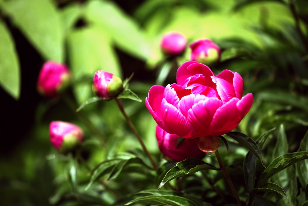 一组兰花、月季、芍药