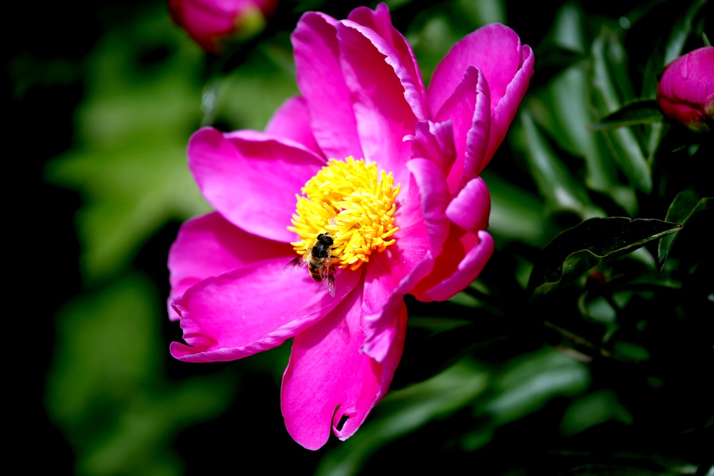 一组兰花、月季、芍药
