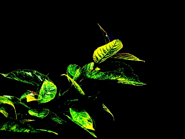 [原创]劳动节爱劳动（院内随拍）