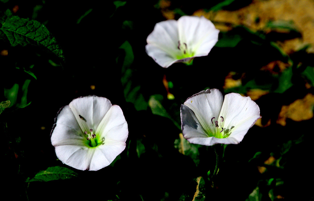 牵牛花+枸杞花+沙枣花+不知名花