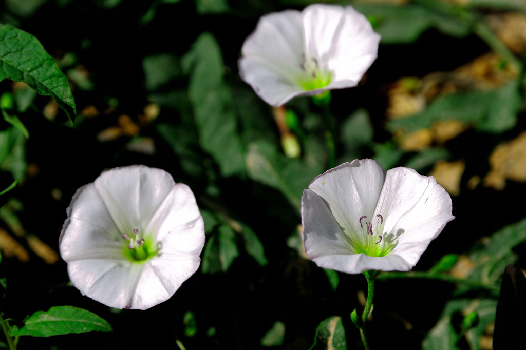 牵牛花+枸杞花+沙枣花+不知名花