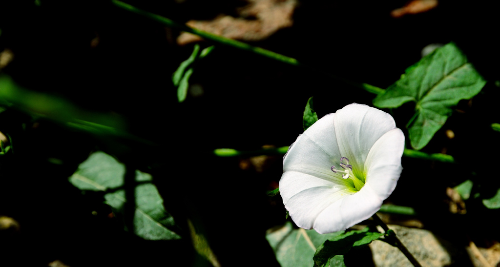 牵牛花+枸杞花+沙枣花+不知名花