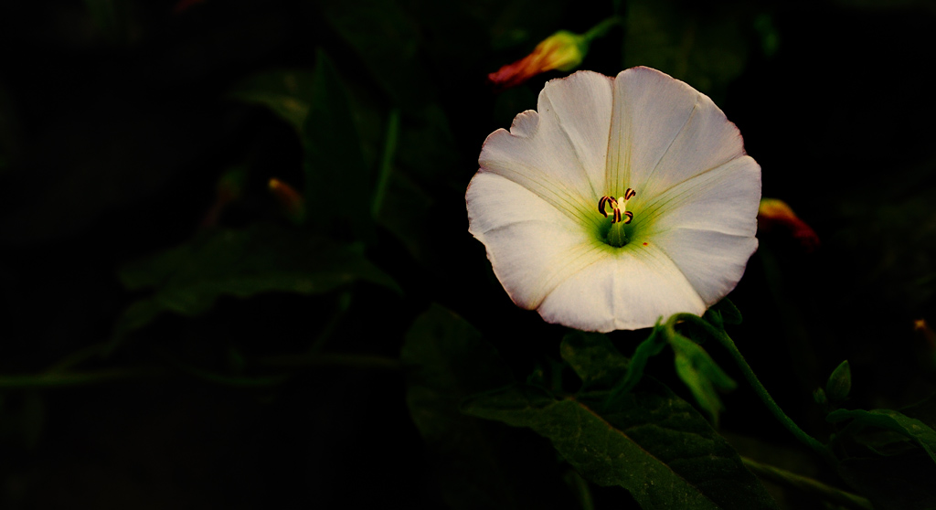 牵牛花+枸杞花+沙枣花+不知名花