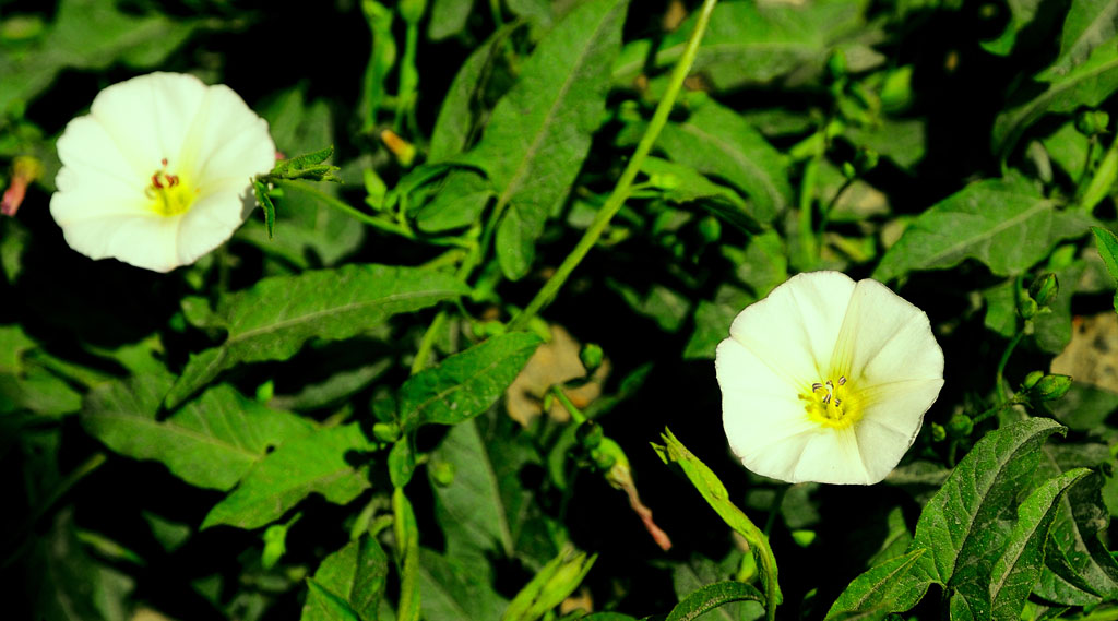 牵牛花+枸杞花+沙枣花+不知名花